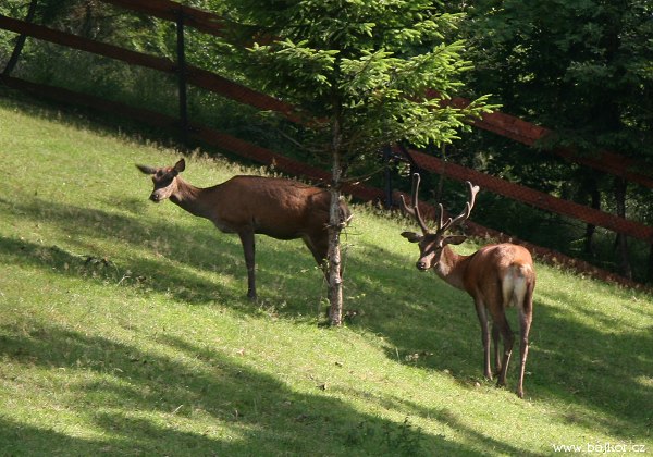 Pod st�ediskem je obora.