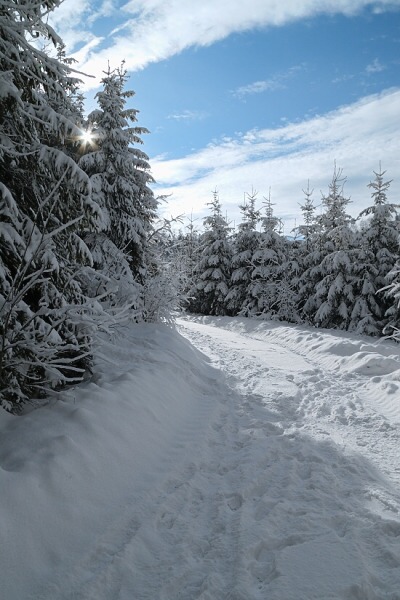 Slun��ko se prod�r� mezi stromy