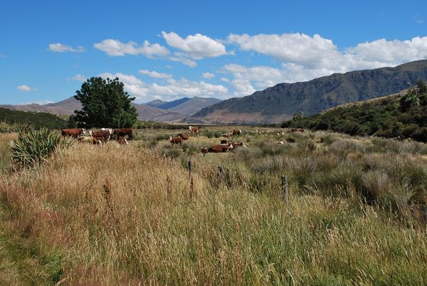 Nov� Z�land je kr�sn� zem�