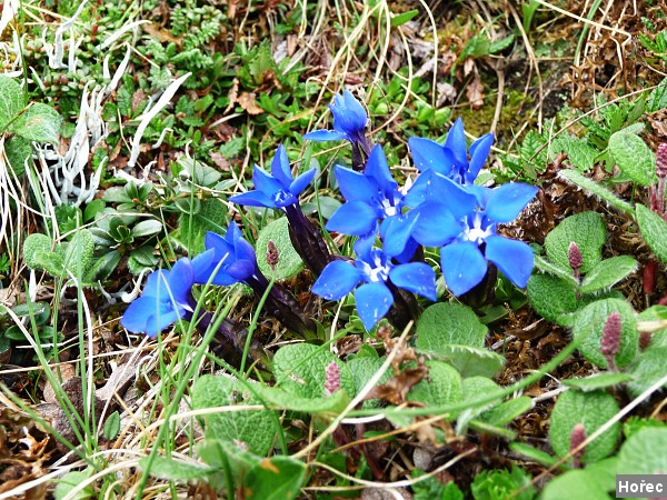 Tady budou sn�mky , kter� po��dili Palo s Er�ou