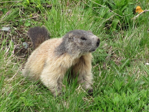 Jak to vid�l Rumek