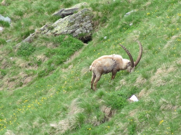 Jak to vid�l Rumek