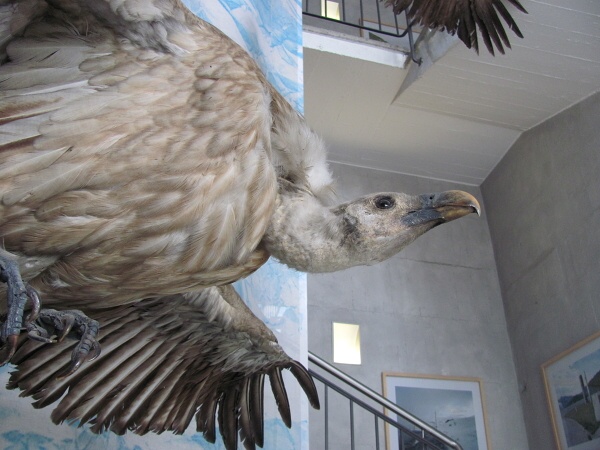 Jak to vid�l Rumek