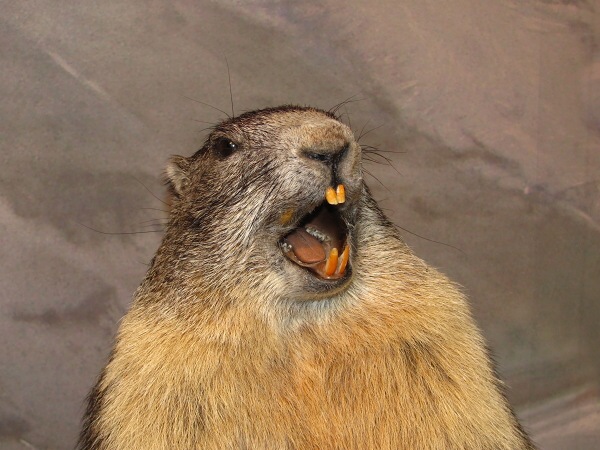 Jak to vid�l Rumek