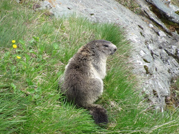 Jak to vid�l Rumek