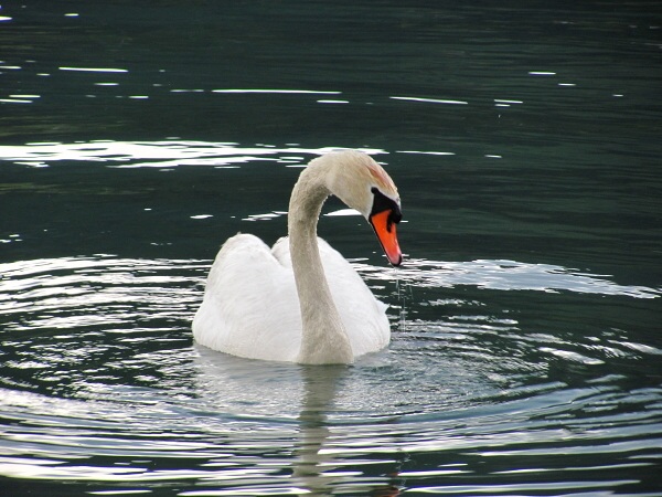 Jak to vid�l Rumek