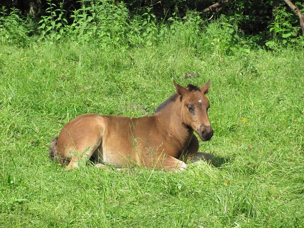 Jak to vid�l Rumek