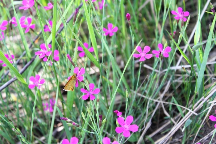 K Ledov�m sluj�m