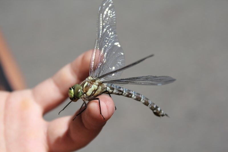 T�i �umavsk� hrady