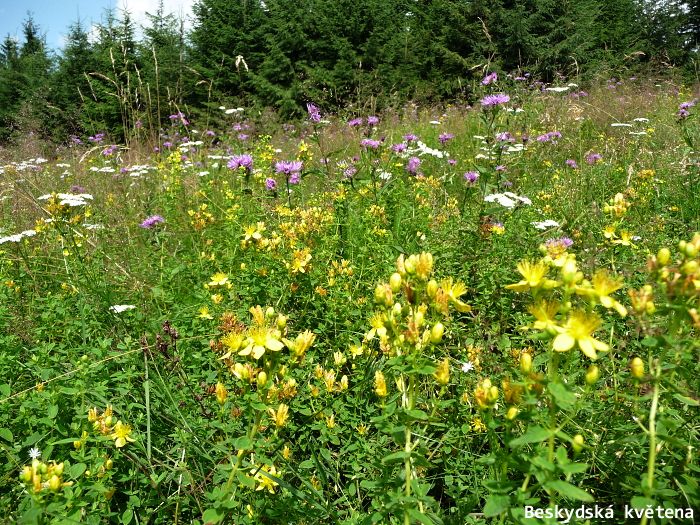 Za g�rovsk� sesuvem