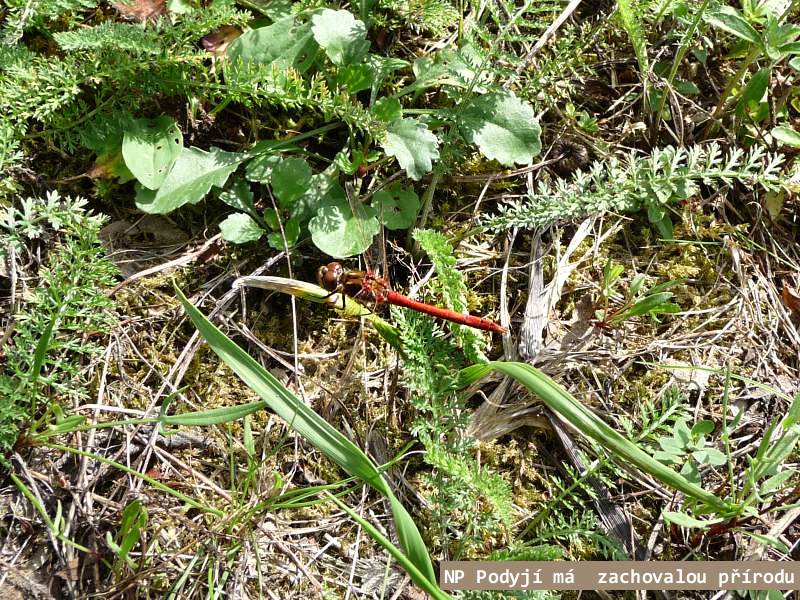 NP Podyj� je jedn�m z nejmlad��ch park� u n�s
