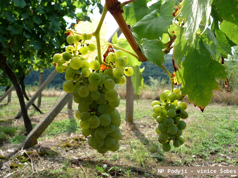 NP Podyj� je jedn�m z nejmlad��ch park� u n�s
