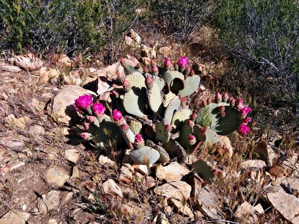 PCT je jedna z nejdel��ch turistick�ch tras na sv�t�!