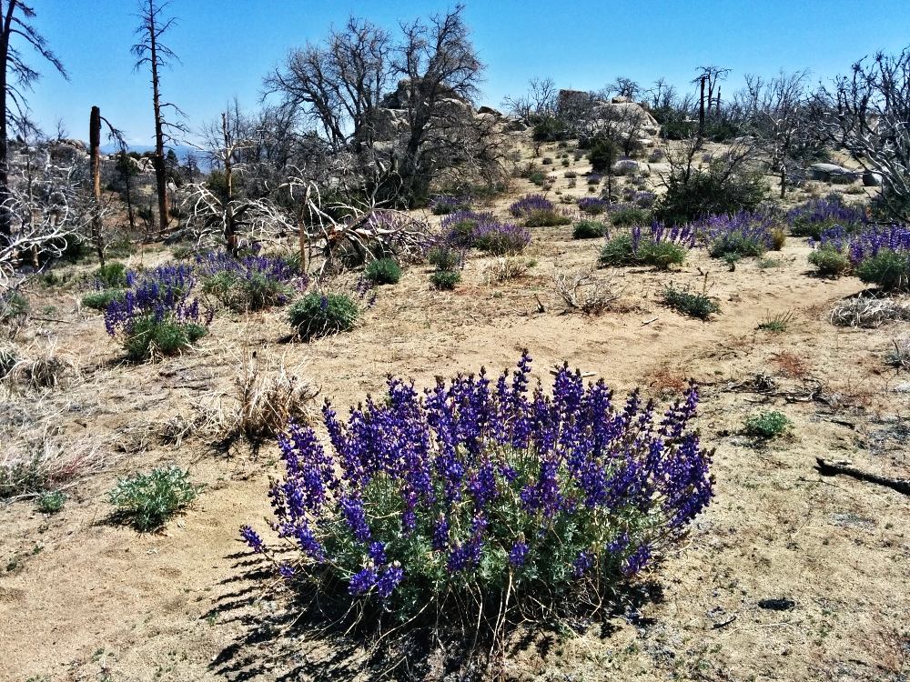 PCT je jedna z nejdel��ch turistick�ch tras na sv�t�!