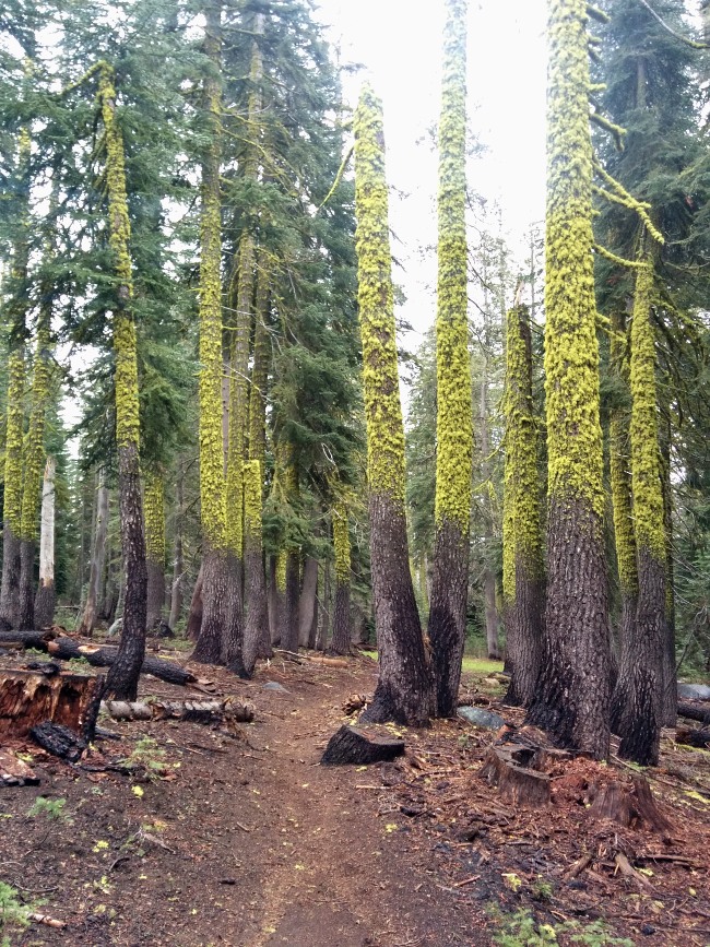 PCT je jedna z nejdel��ch turistick�ch tras na sv�t�!