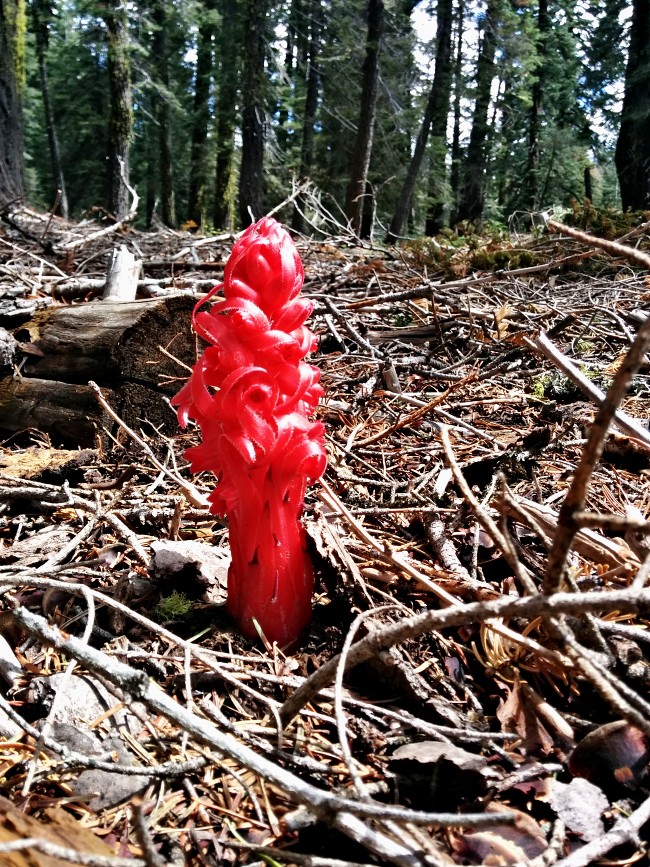 PCT je jedna z nejdel��ch turistick�ch tras na sv�t�!