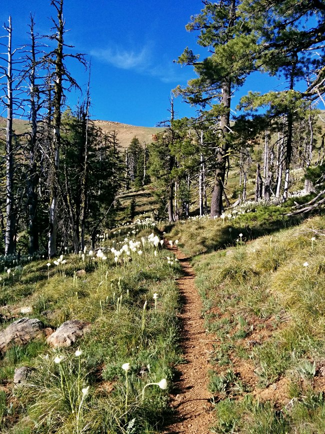 PCT je jedna z nejdel��ch turistick�ch tras na sv�t�!