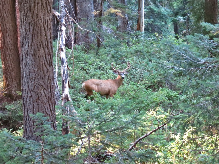 PCT je jedna z nejdel��ch turistick�ch tras na sv�t�!