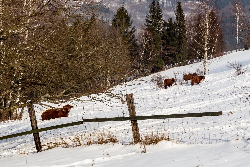 Zimn� Horn� Lomn�