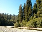 Obrovsk stromy v Redwood NP
