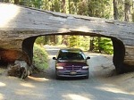 Sequoia N.P.