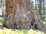 Sequoia N.P.